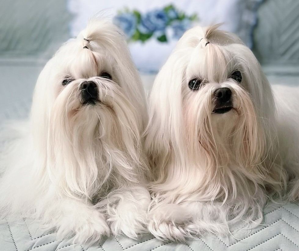 cute dog picture 6