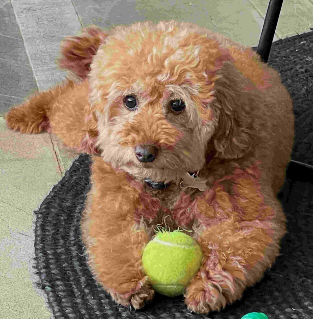 cute dog picture 7