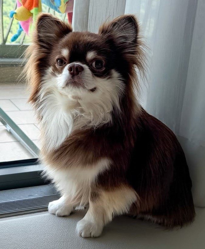 cute dog picture 9