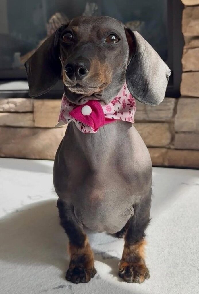 cute dog puppy photo 1