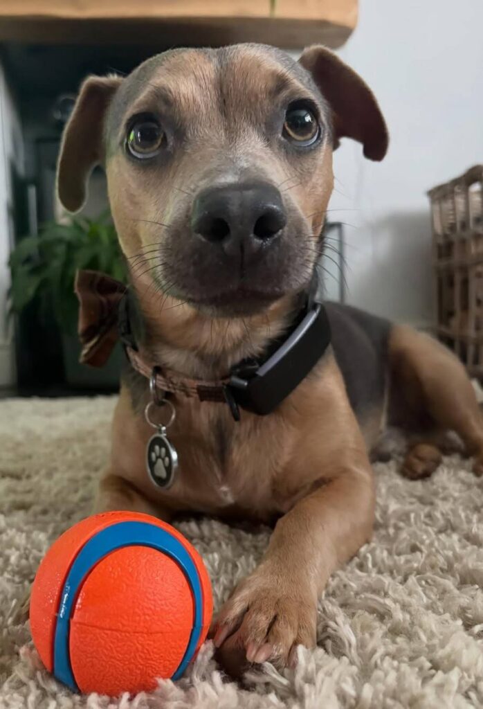 cute dog puppy photo 10