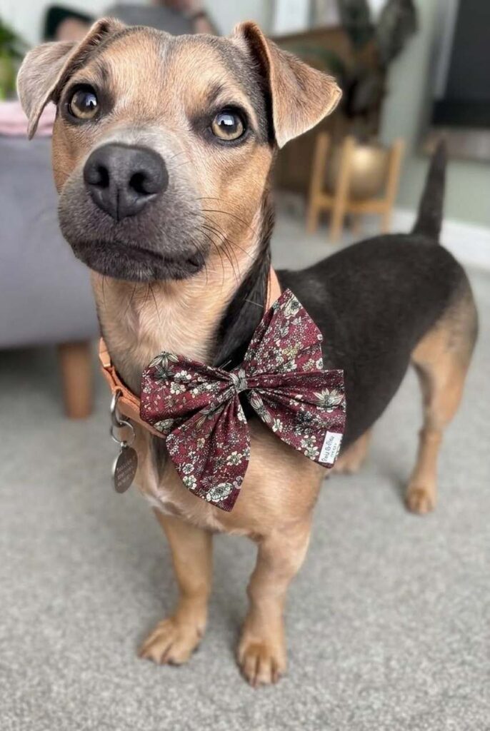cute dog puppy photo 11
