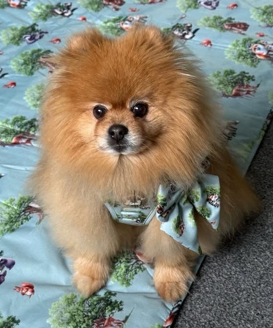cute dog puppy photo 12