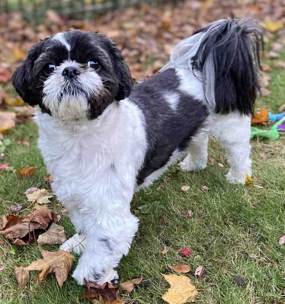 cute dog puppy photo 13