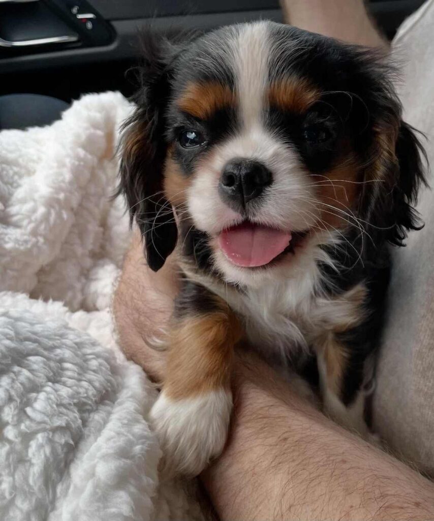 cute dog puppy photo 14
