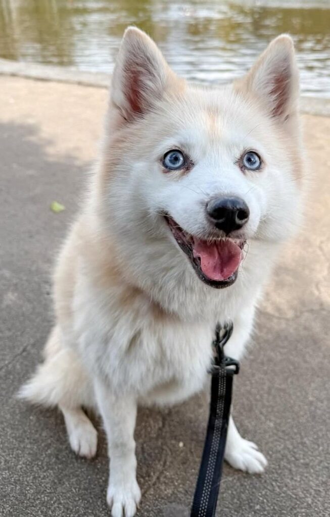 cute dog puppy photo 15