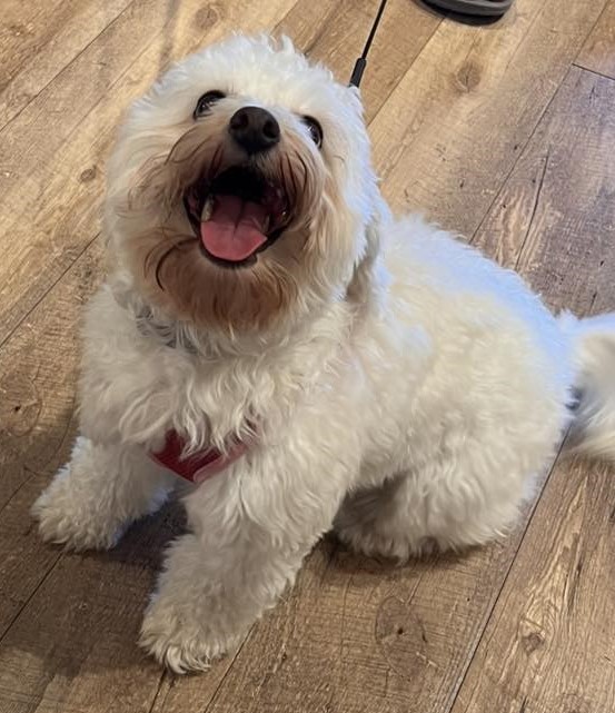 cute dog puppy photo 16