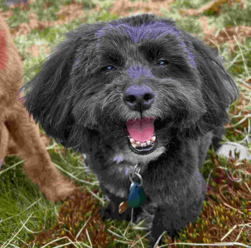 cute dog puppy photo 17