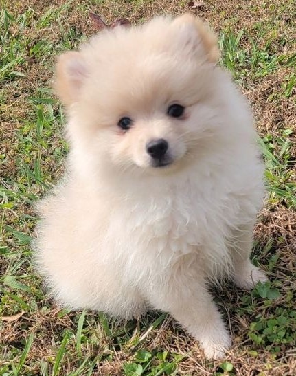 cute dog puppy photo 19