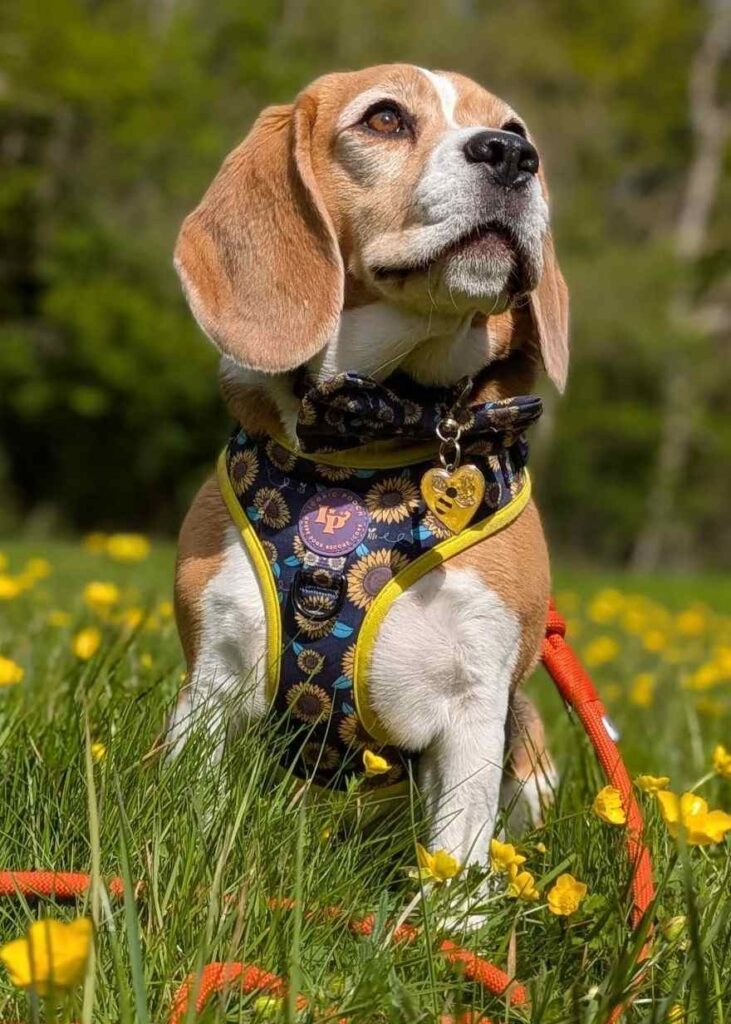 cute dog puppy photo 2