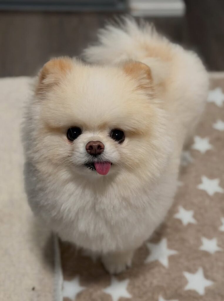 cute dog puppy photo 20