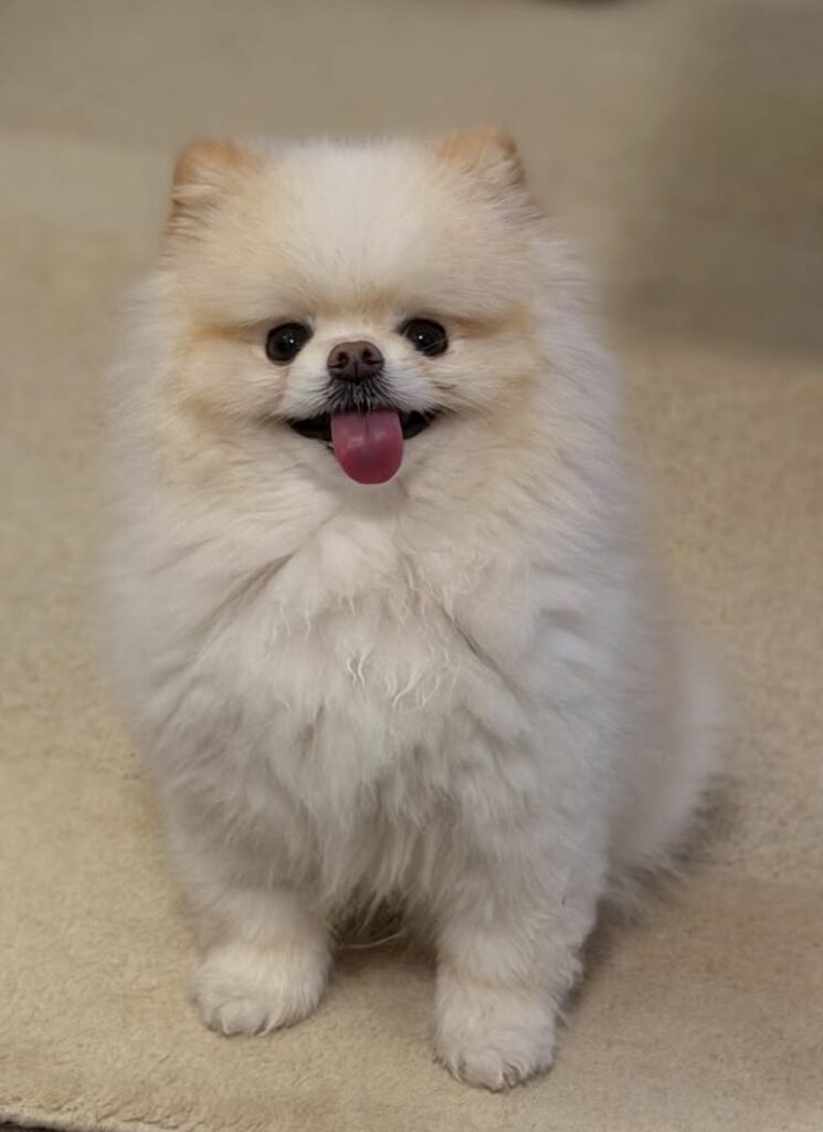 cute dog puppy photo 21