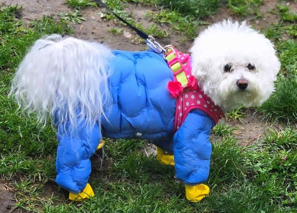 cute dog puppy photo 22