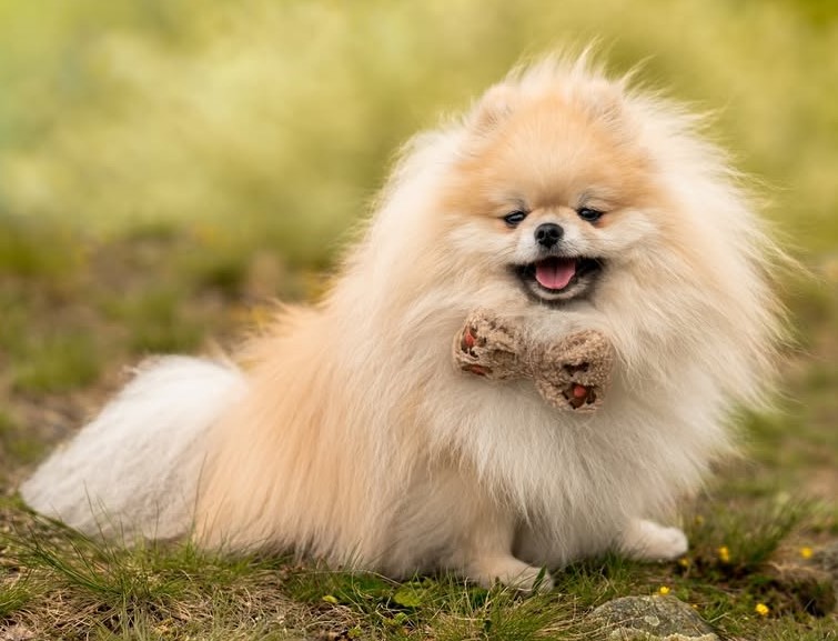 cute dog puppy photo 23