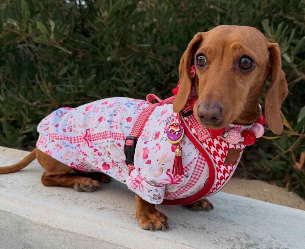 cute dog puppy photo 24