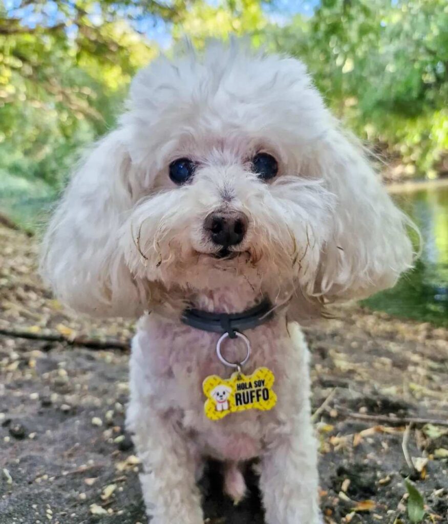 cute dog puppy photo 25