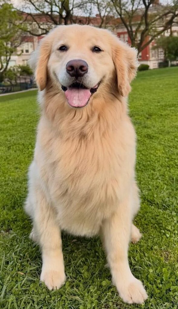 cute dog puppy photo 26