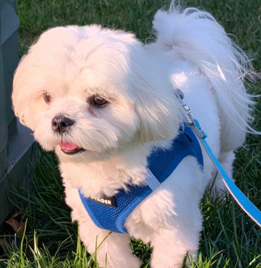 cute dog puppy photo 27