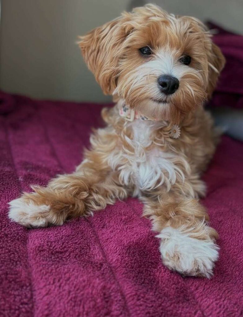 cute dog puppy photo 28