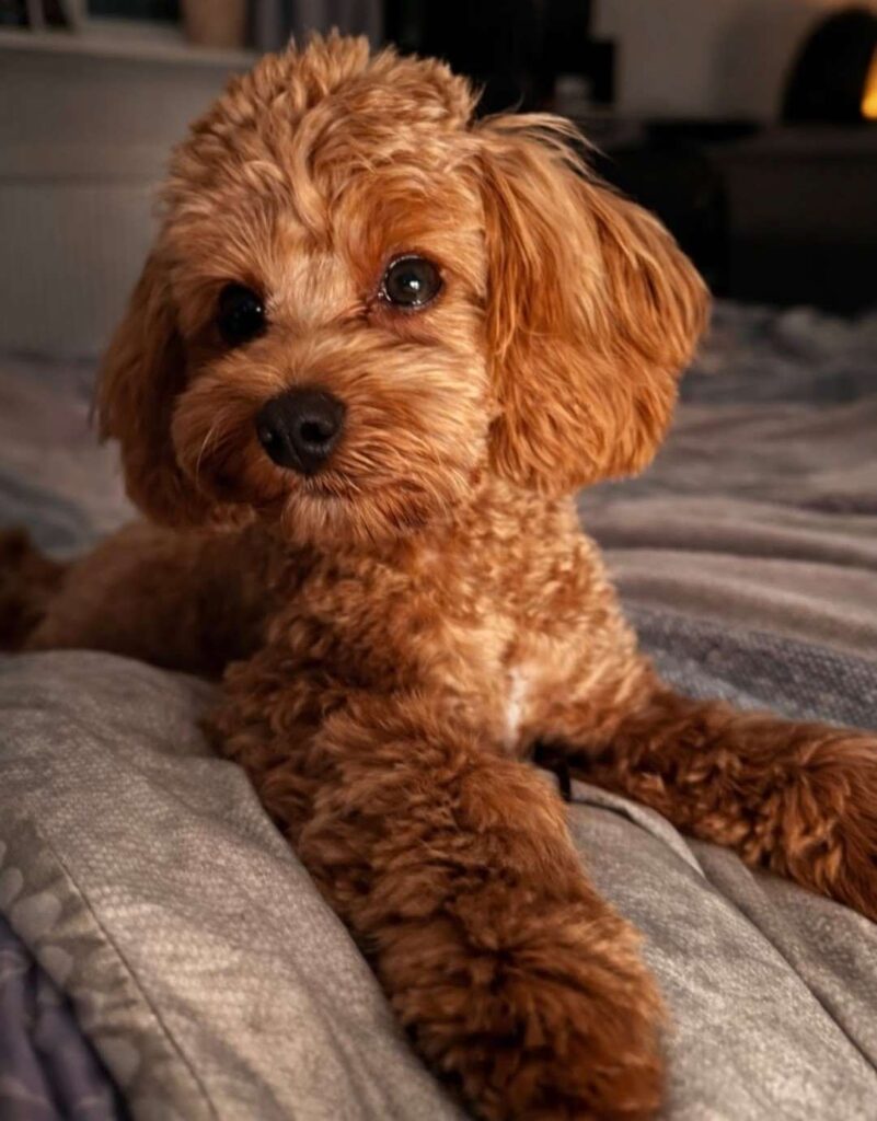 cute dog puppy photo 29