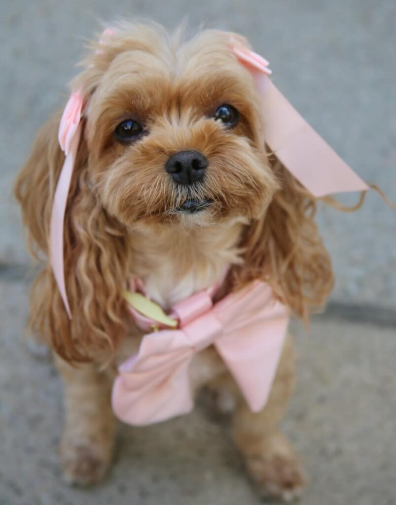 cute dog puppy photo 3