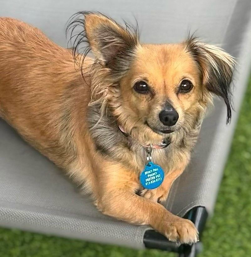 cute dog puppy photo 31