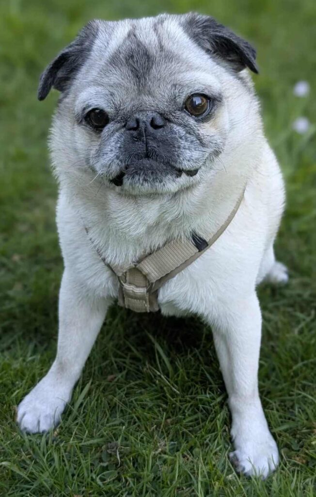 cute dog puppy photo 4