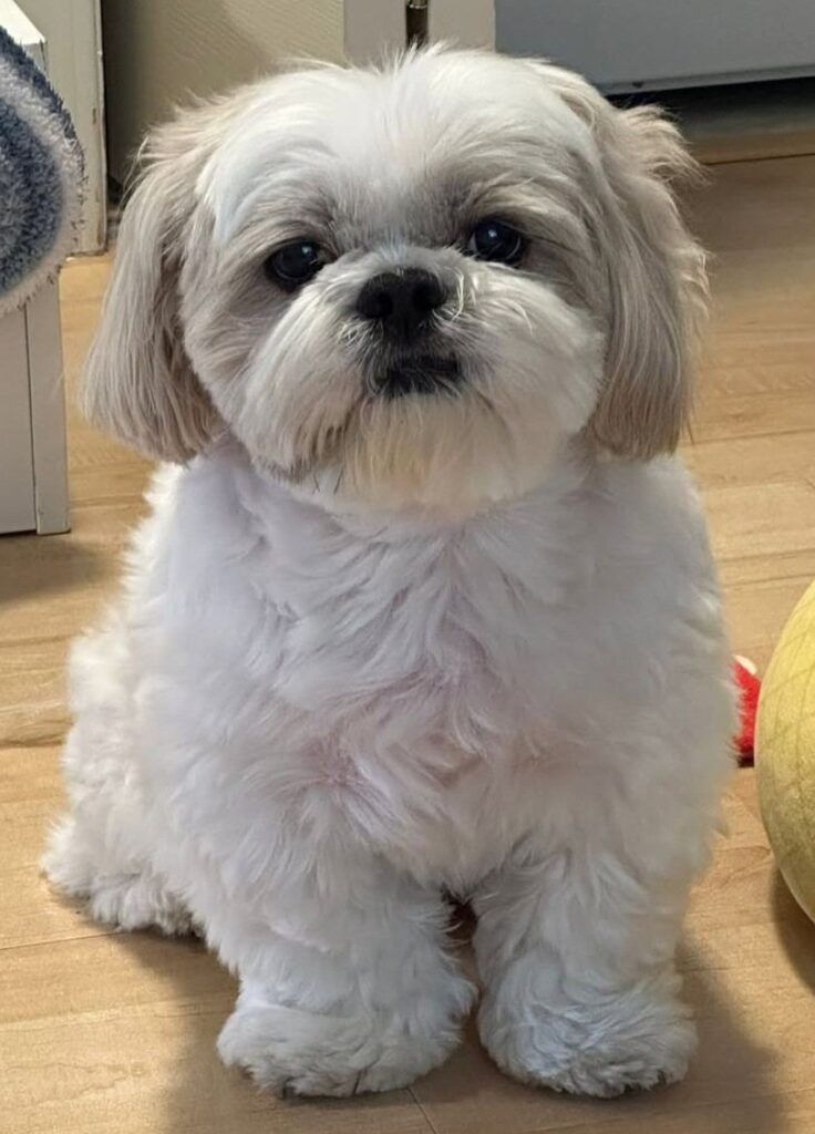 cute dog puppy photo 5
