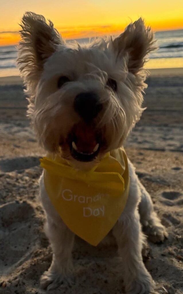 cute dog puppy photo 6