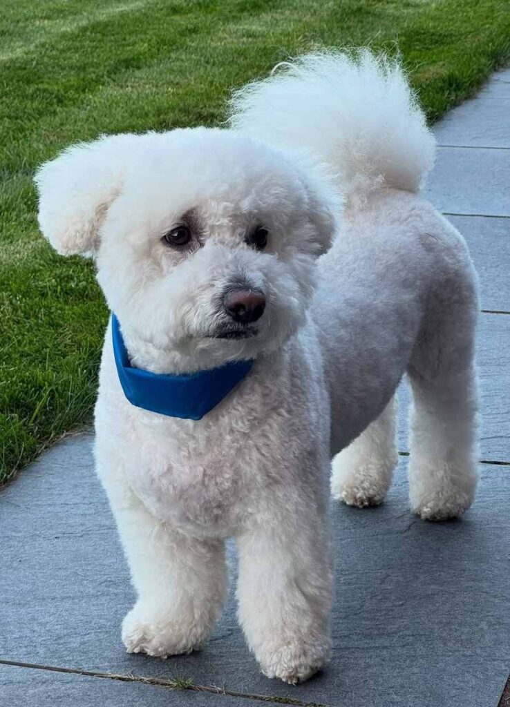cute dog puppy photo 7