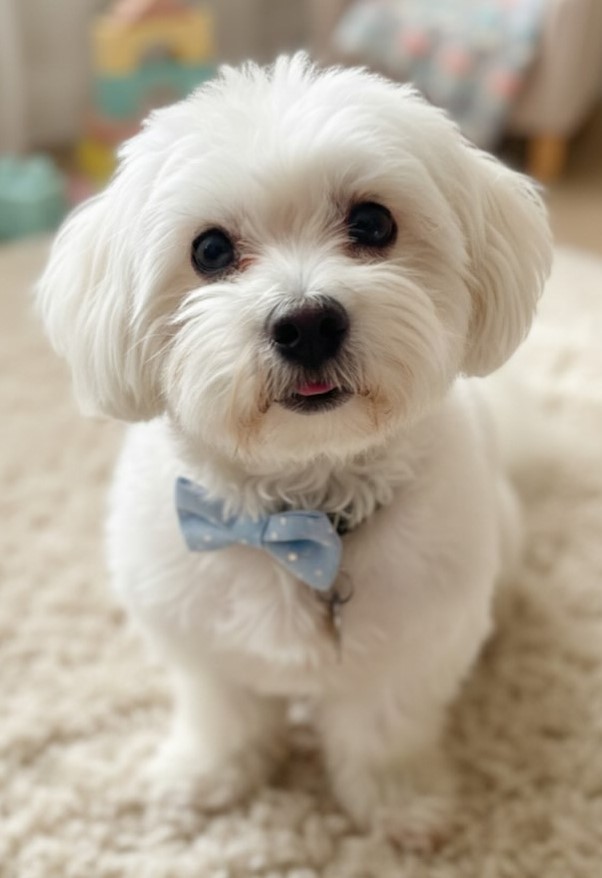 cute dog puppy photo 8