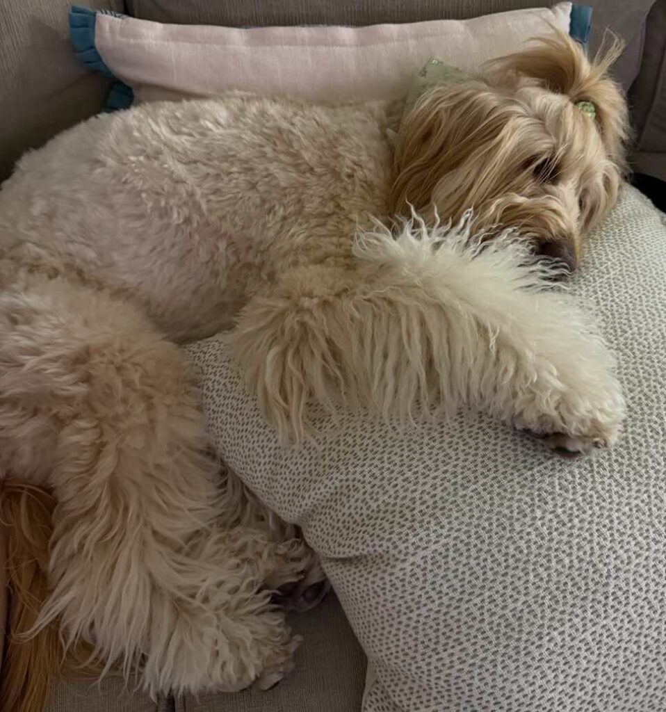 cute dog puppy photo 9