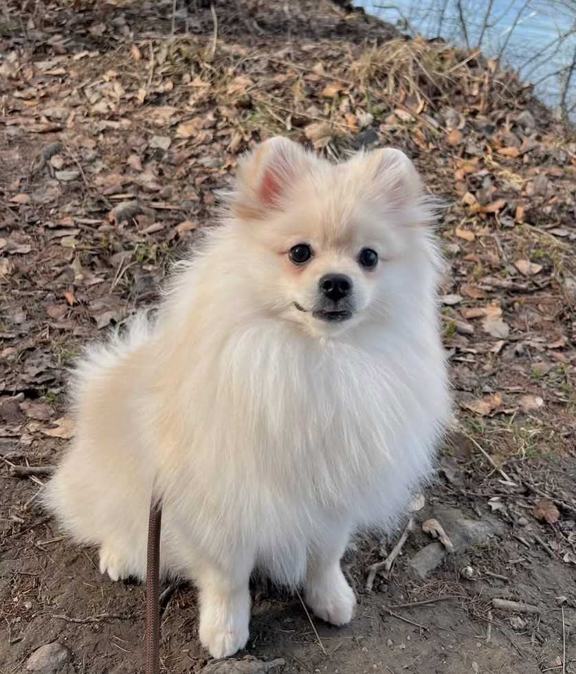 dog pictures cute 1