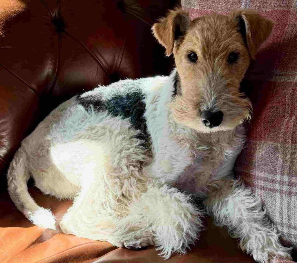 dog pictures cute 10