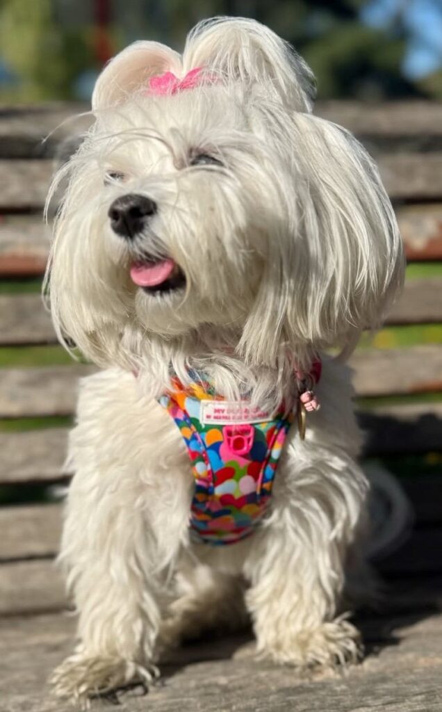 dog pictures cute 11