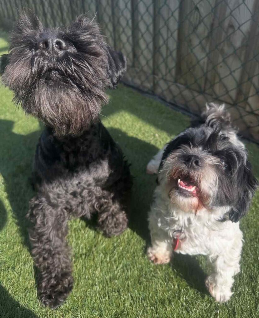 dog pictures cute 15