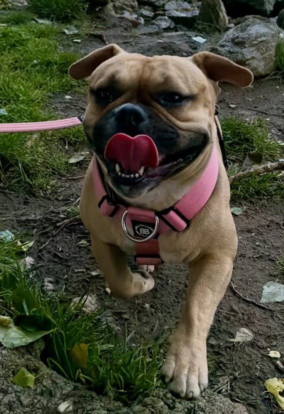 dog pictures cute 16