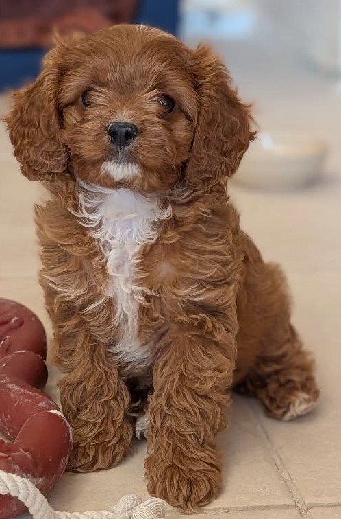 dog pictures cute 17
