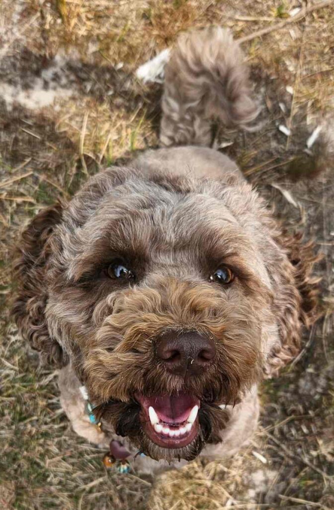 dog pictures cute 18