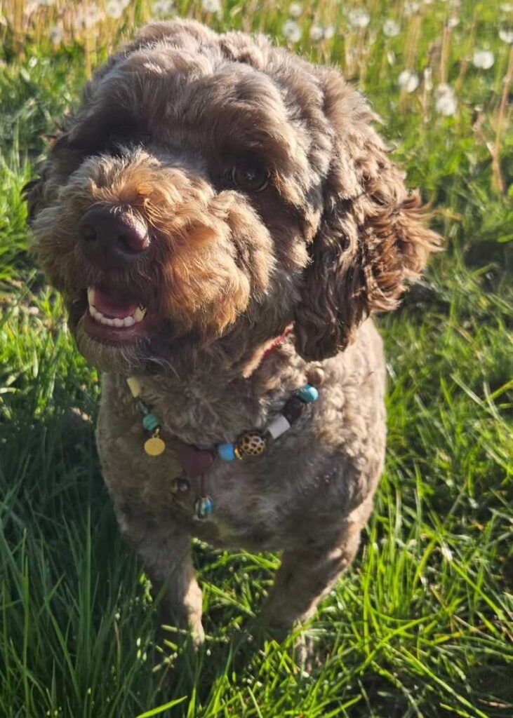 dog pictures cute 19