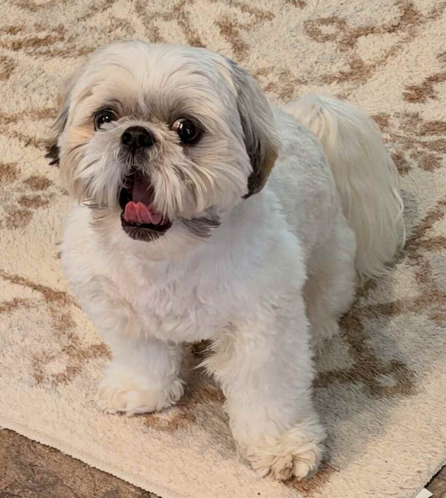 dog pictures cute 2