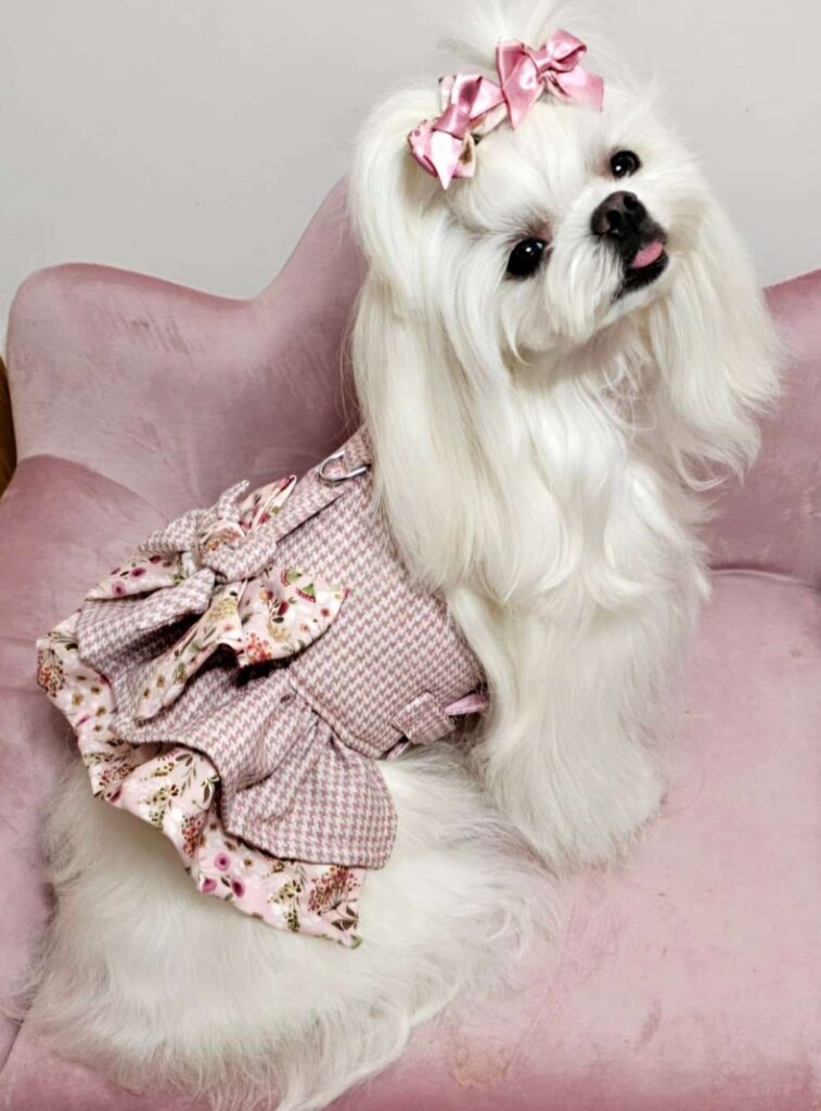 dog pictures cute 21