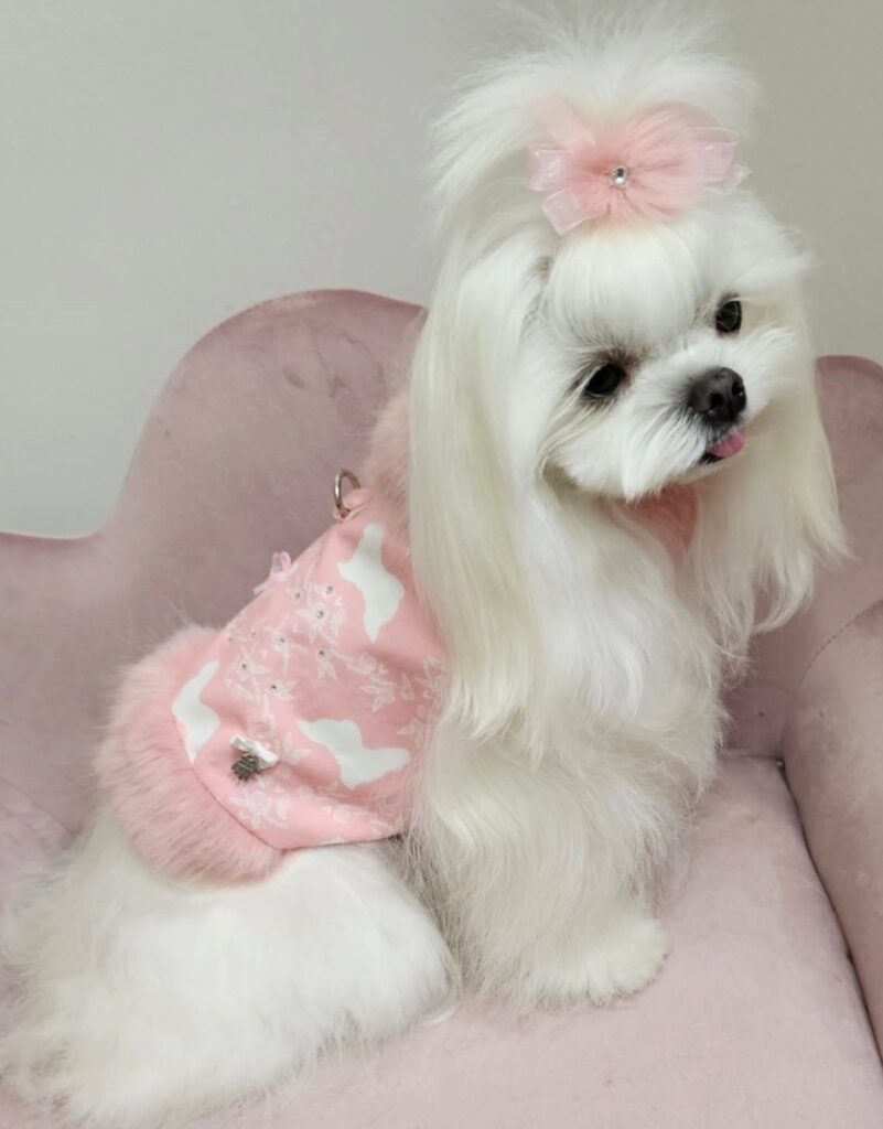 dog pictures cute 22