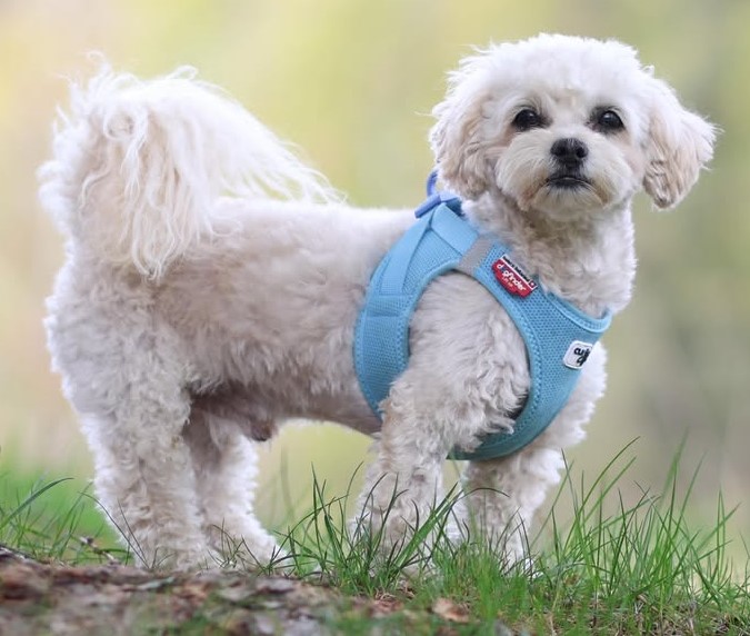 dog pictures cute 23
