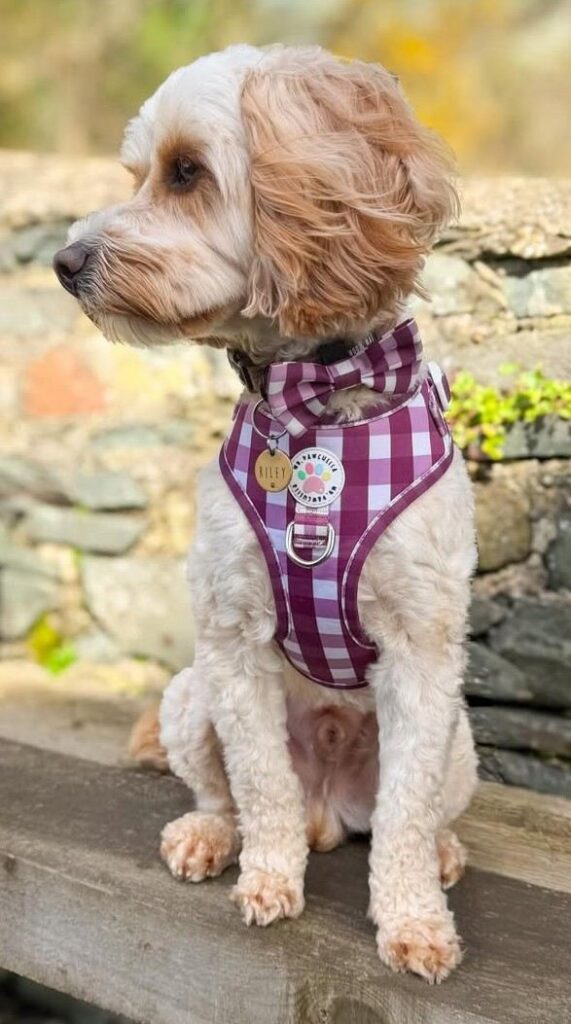 dog pictures cute 24