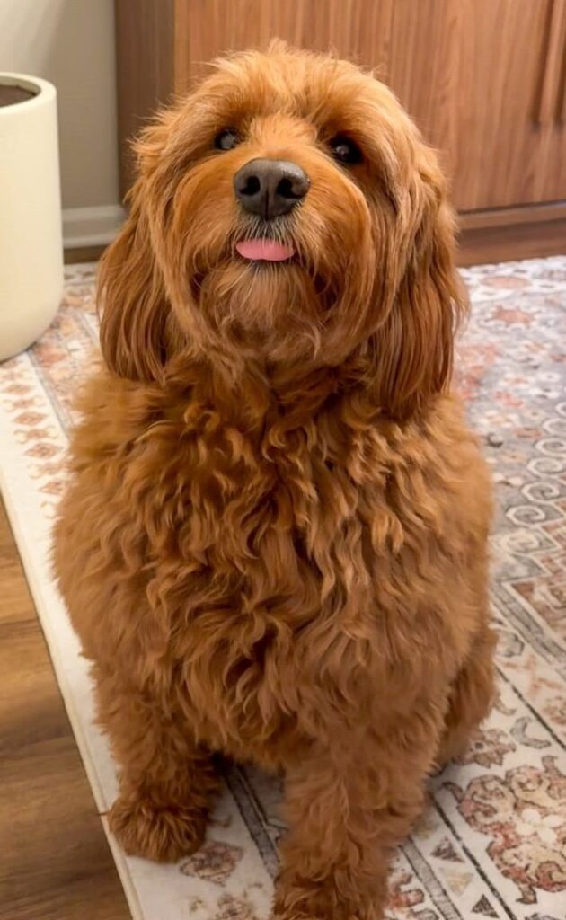 dog pictures cute 25