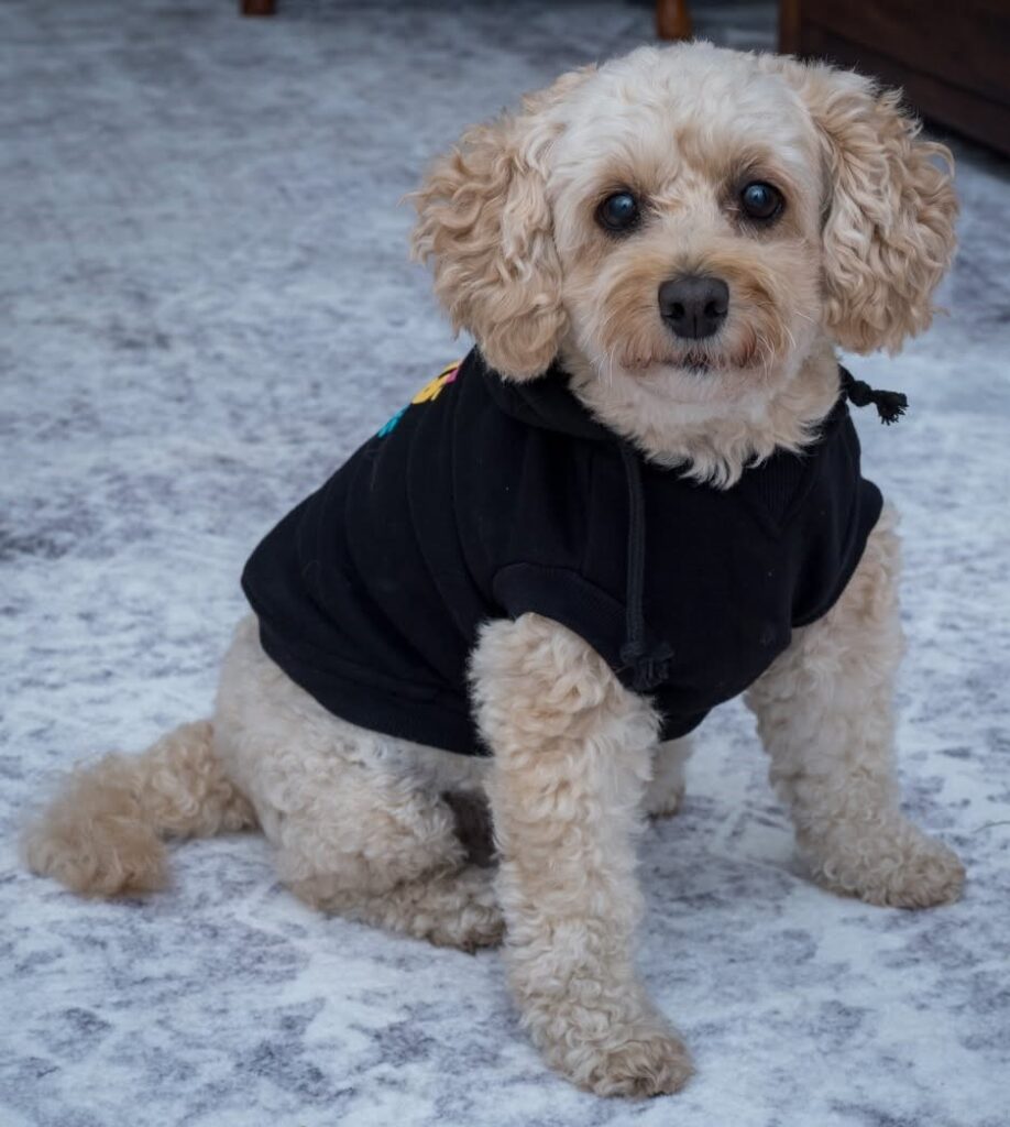 dog pictures cute 27