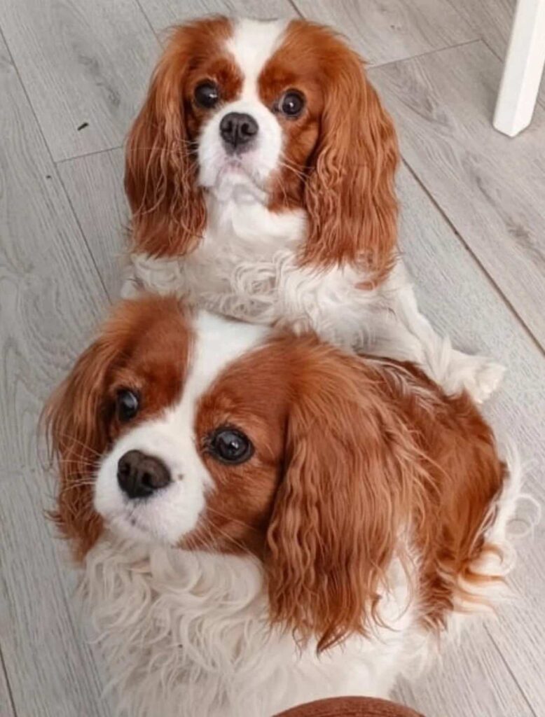 dog pictures cute 28