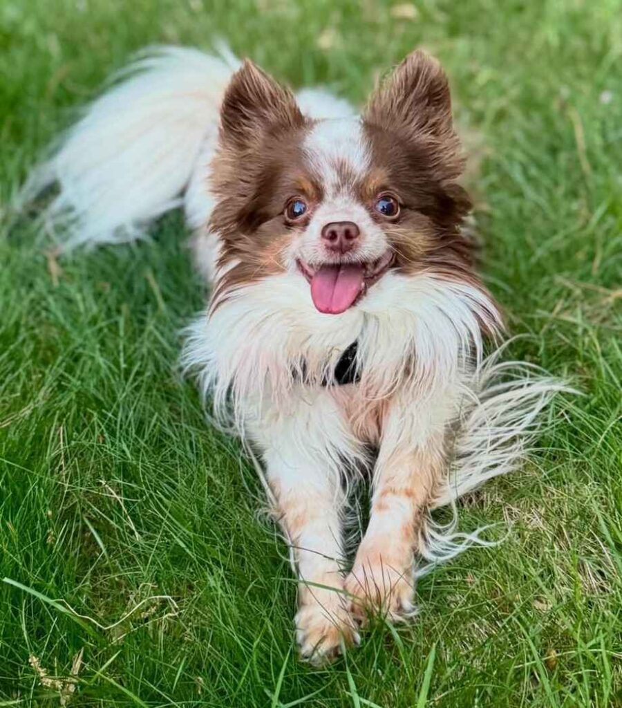 dog pictures cute 3