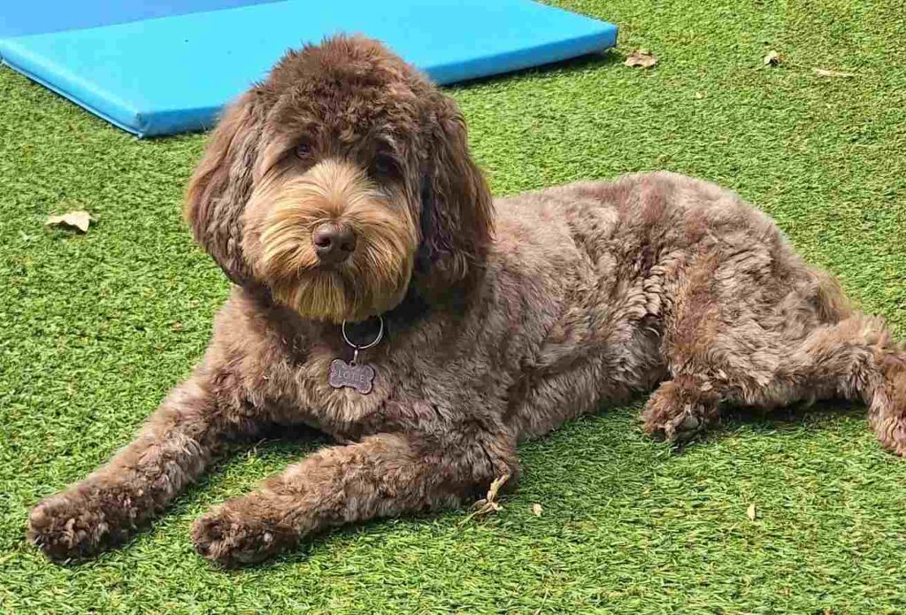 dog pictures cute 30